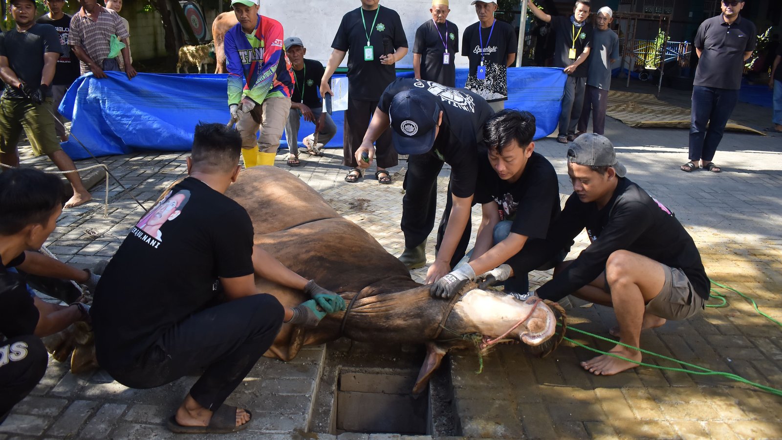 Yayasan An Naba Cilacap Menyelenggarakan Penyembelihan Hewan Qurban pada hari raya Idul Adha